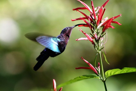 Ein Kolibri bei der Nahrungsaufnahme. Foto: Charlesjsharp / Wikimedia Commons / CC BY 3.0
