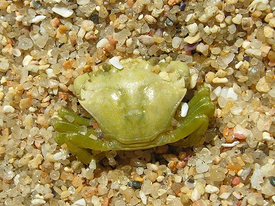 Junge grüne Krabbe (Carcinus maenas). Foto: Luis Miguel Bugallo Sánchez / CC BY-SA 3.0.