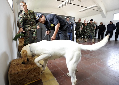 Ähnlich wie dieser Drogenspürhund im Dienst der U.S. Navy sollen demnächst Hunde auch auf antike Objekte abgerichtet werden. Foto: Wikipedia.