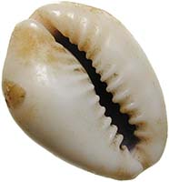 China, Cowrie (Cypraea annulus), Photo: Money Museum Zurich.
